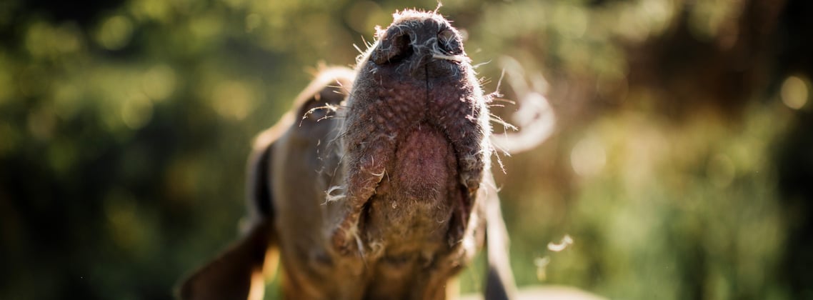 A close up of the nose and snout of a weimaraner.