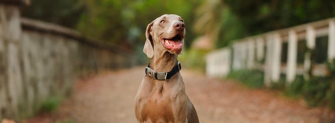 A weimaraner happily sitting on a path.