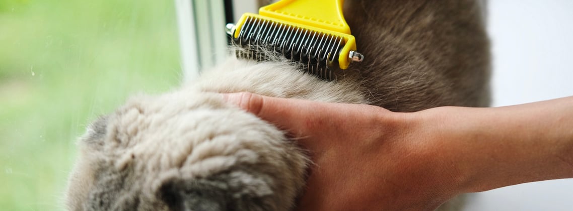 A scottish fold cat being brushed.