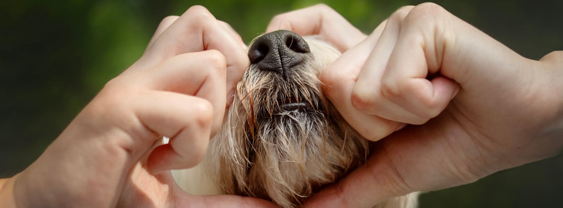 Westie with owner doing heart shape with hands around it's nose