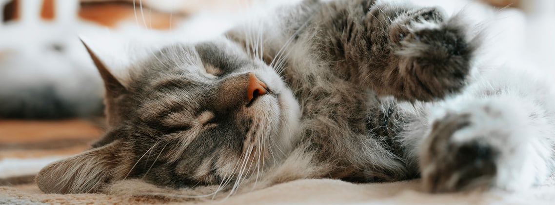 A siberian cat asleep on its side looking peaceful.