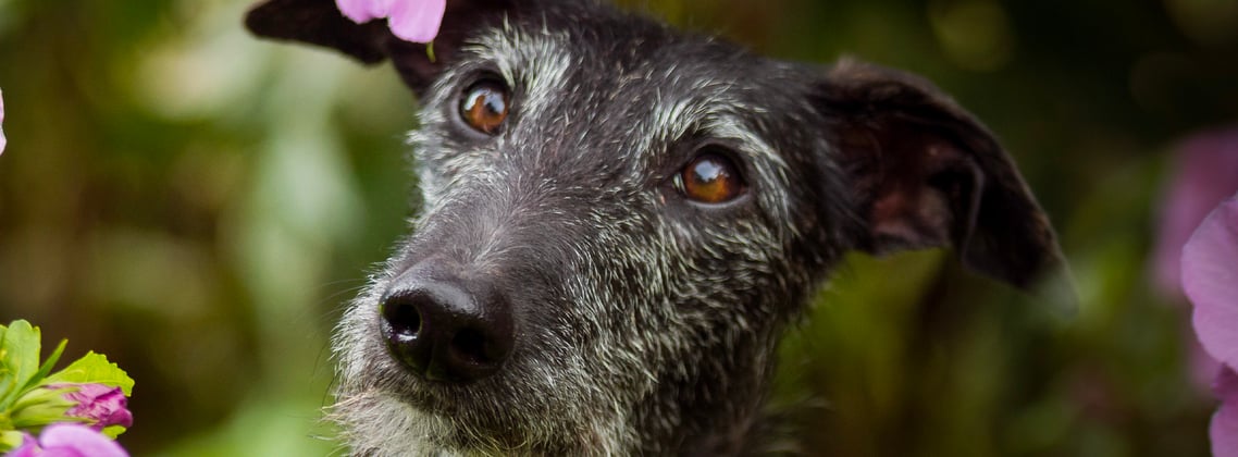 A black lurcher with a grey muzzle sitting in purple flowers.