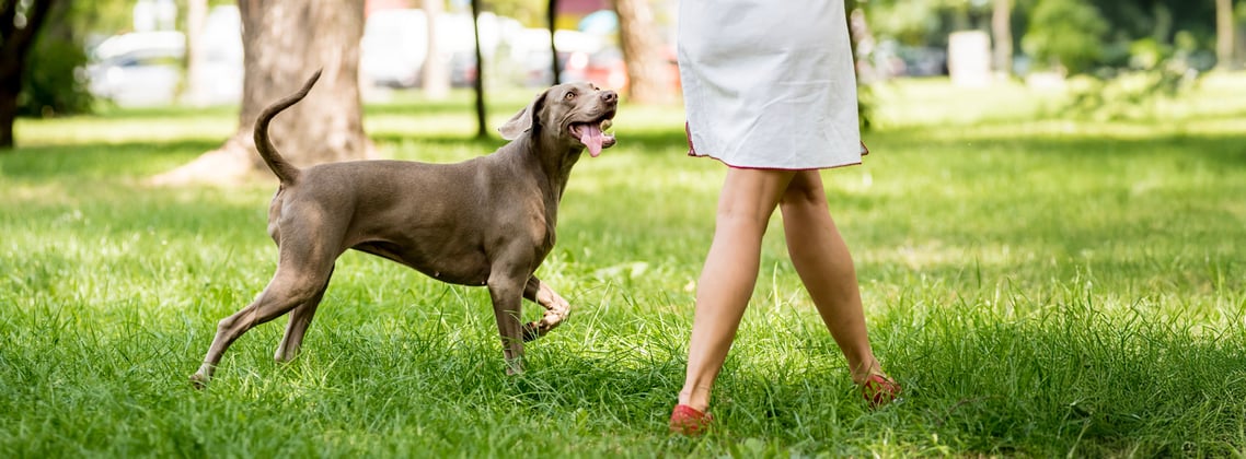 A weimaraner happily trotting alongside its owner in the park.