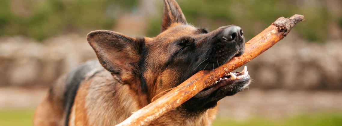 A german shepherd with a stick in its mouth looking very content.