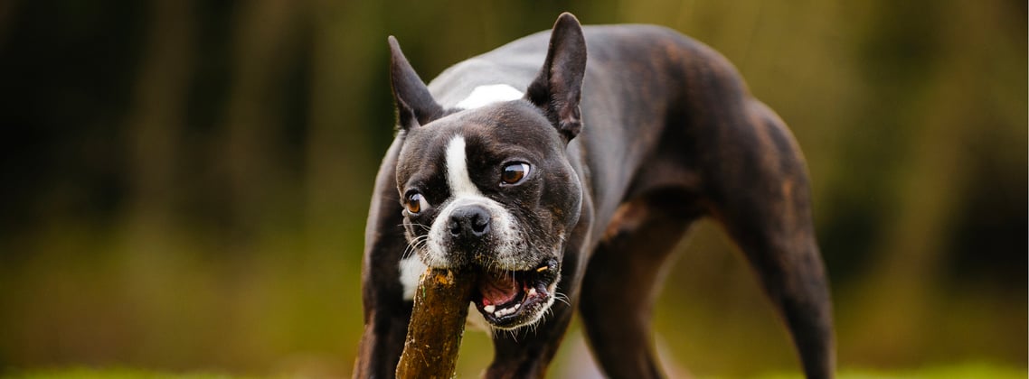A boston terrier chewing on a large stick.