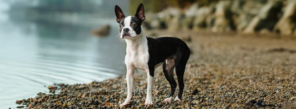 A boston terrier standing next to the sea.