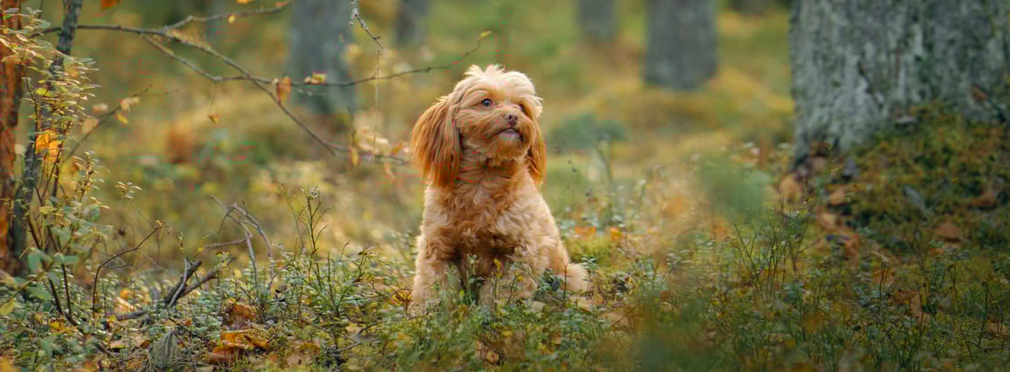 A maltipoo sitting in a field of flowers.