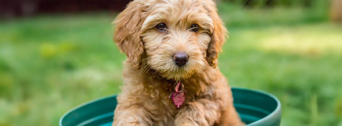 A young goldendoodle sitting in a green barrel.