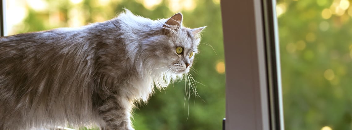 A cat looking out of the window.