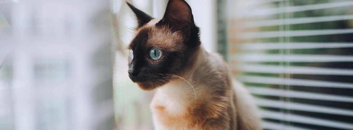 A Siamese cat sat down next to window blinds.