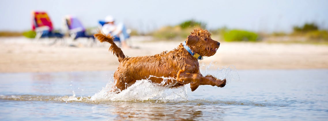 A goldendoodle running through shallow water at the beach.