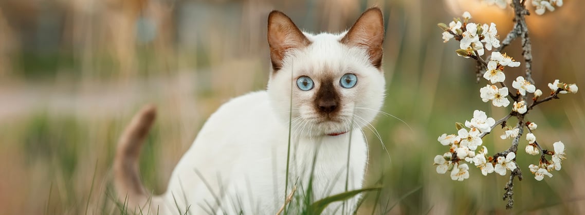 A Siamese kitten sitting next to white blossom.