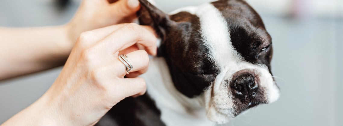 A boston terrier having its ears cleaned.