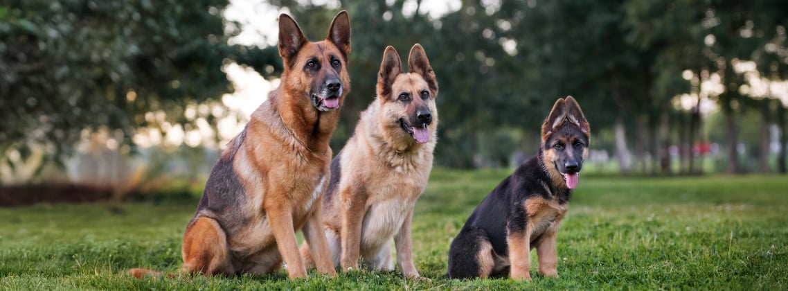 A group of German Shepherds lined up together sitting in a park.