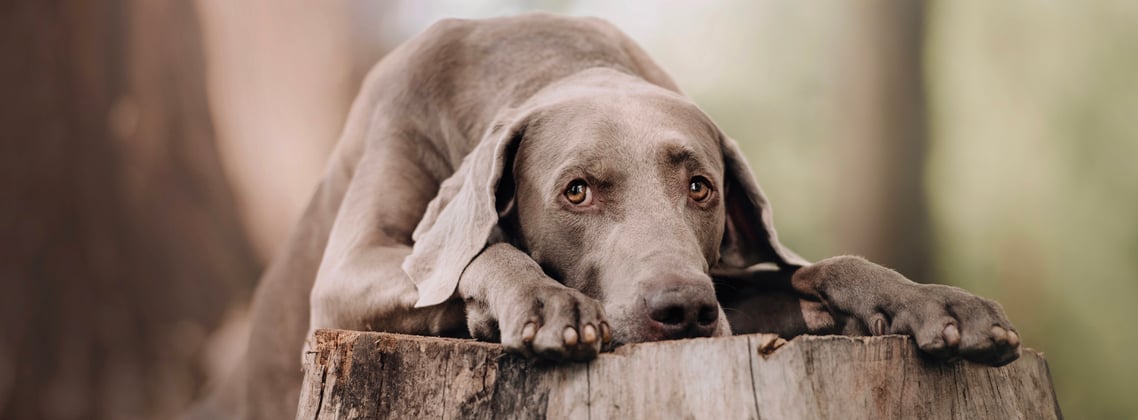 A weimaraner resting its head on a tree stump.