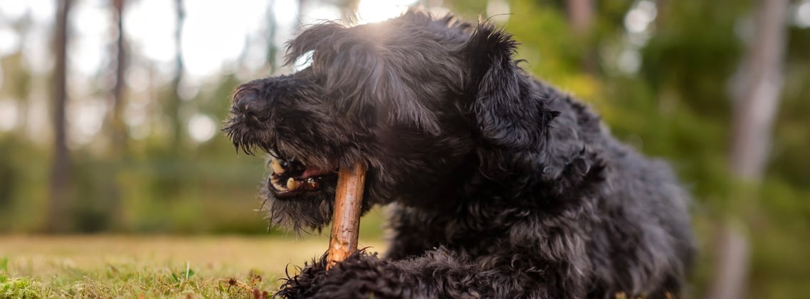 A miniature schnauzer chewing on a stick.