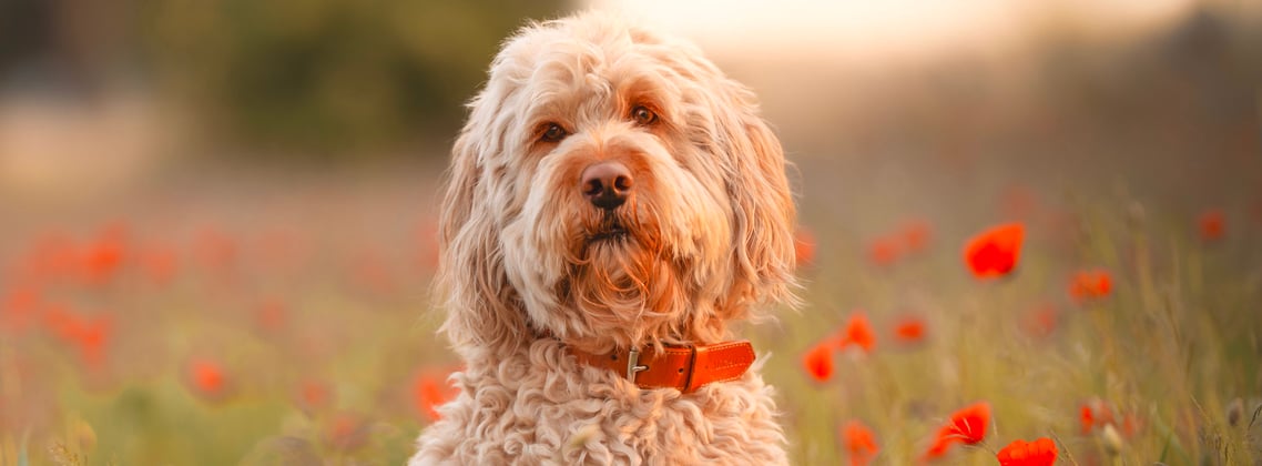 A goldendoodle surrounded by red flowers.