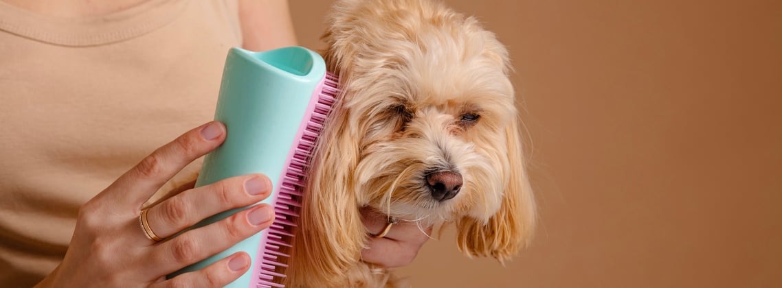 A maltipoo being brushed.