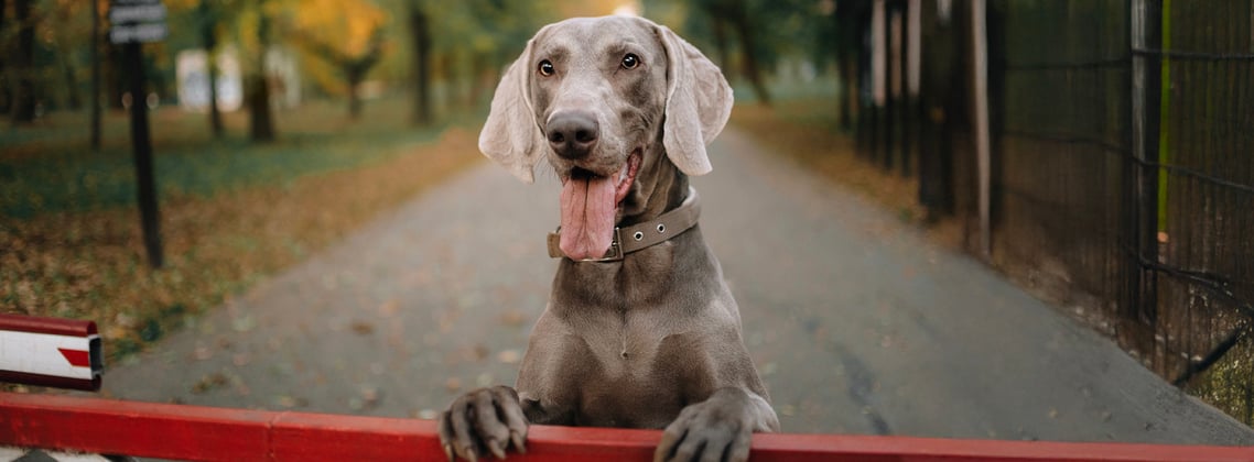 A weimaraner looking over a red fence.