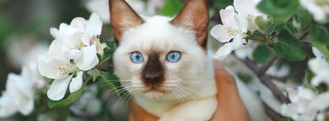 A white Siamese cat poking out of white flowers.