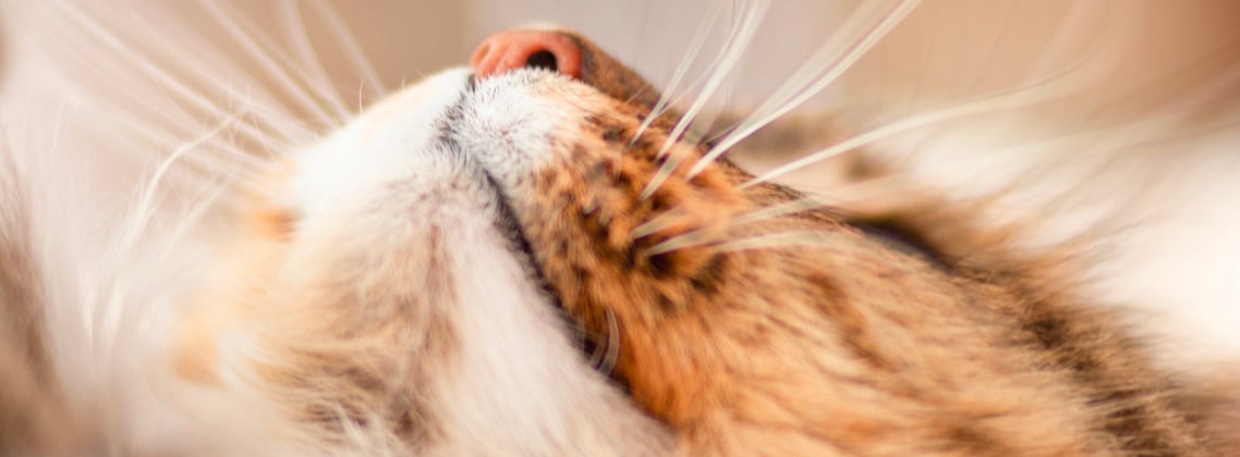 A close up of the nose of a siberian cat.