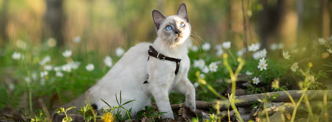 A grey coloured Siamese cat sitting outdoors in a forest.