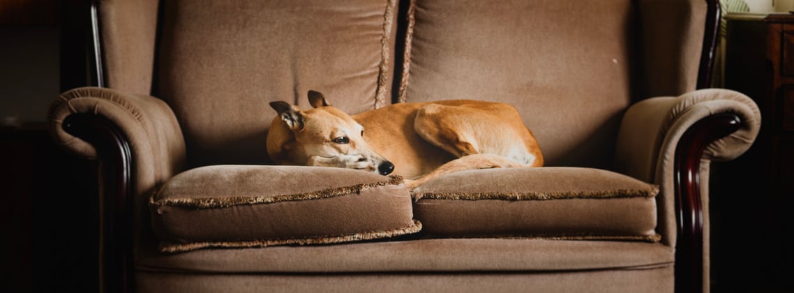 A Lurcher sleeping on a soul.