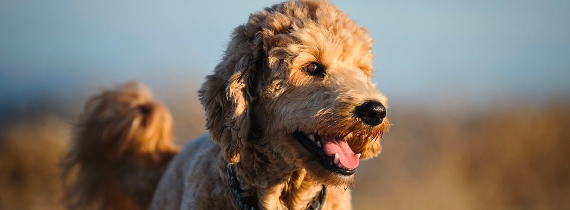 A goldendoodle in a field lit up by the low sun.