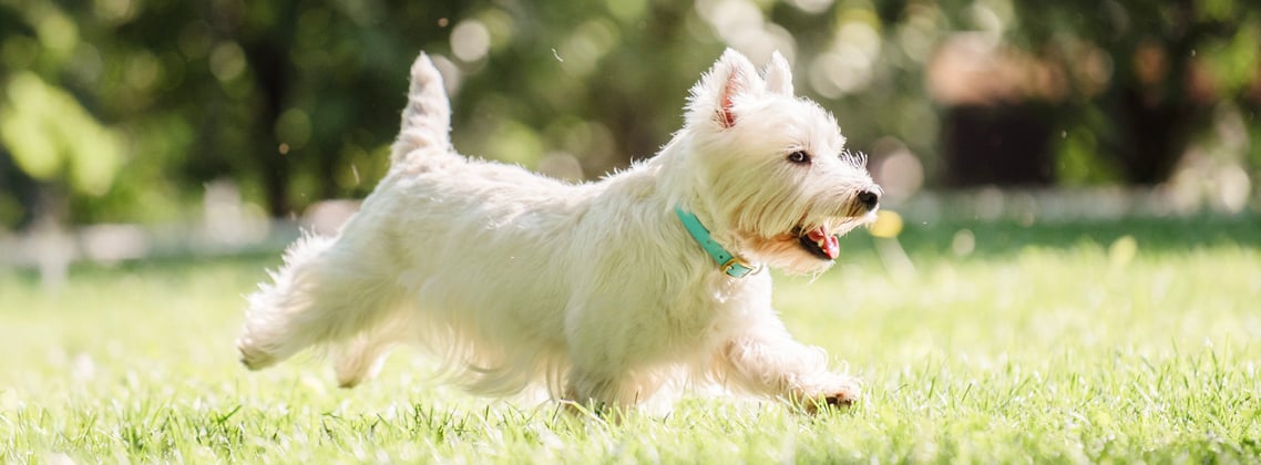 Westie trotting in the grass
