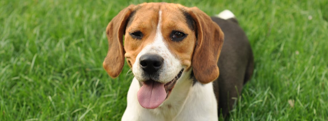A beagle winking at the camera.