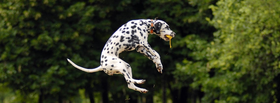 Dalmatian jumping in the air to catch a yellow ball