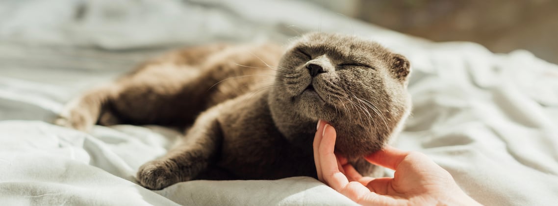 A scottish fold being tickled under his chin.