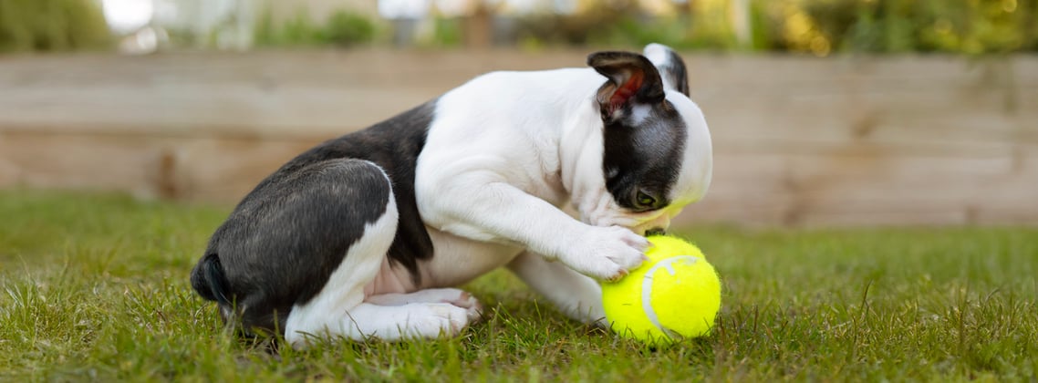 A puppy boston terrier playing with a tennis ball.