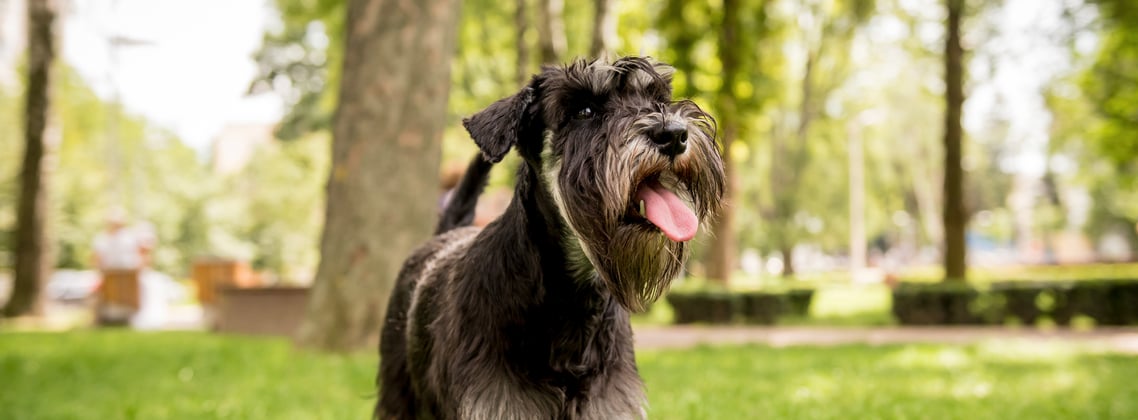 A black miniature schnauzer with it's tongue hanging out.