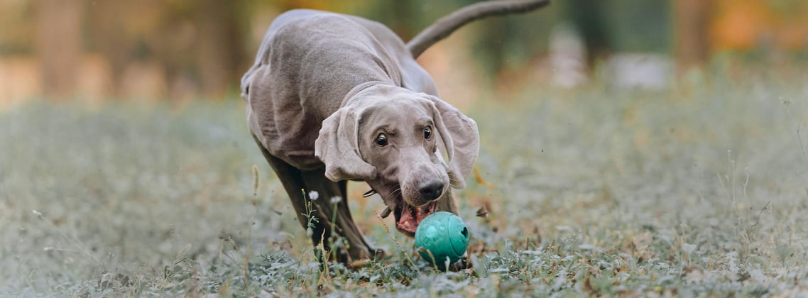 A weimaraner chasing a blue ball across the ground.