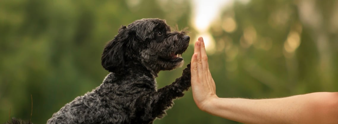 A black Cockapoo high fiving his owner.