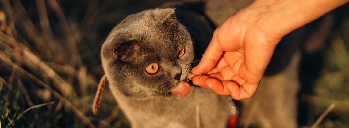 A scottish fold being fed outdoors.
