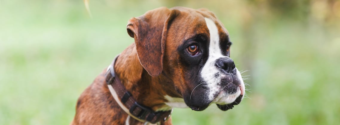 A young brown boxer dog.