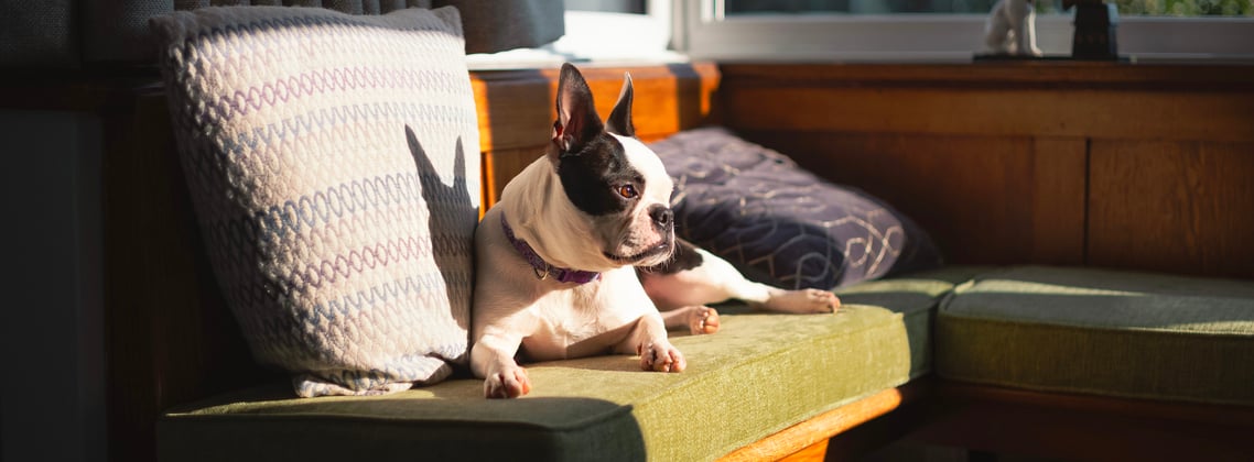 A boston terrier relaxing on a bench in a pub.