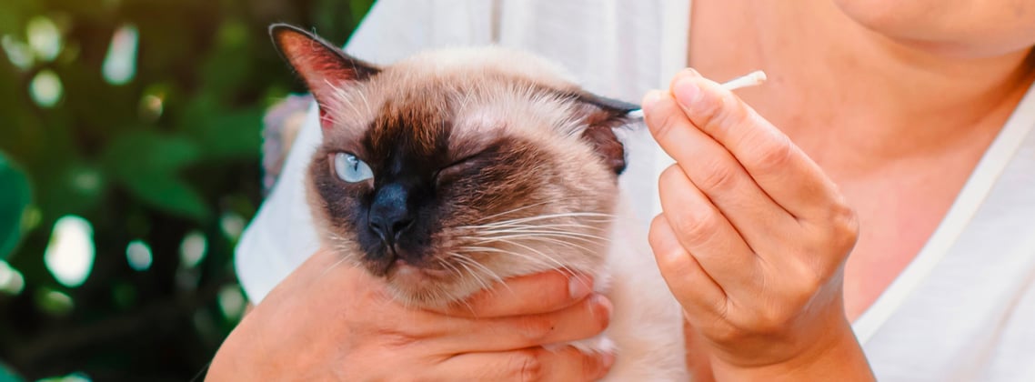 A Siamese cat getting his ears cleaned with a q-tip.