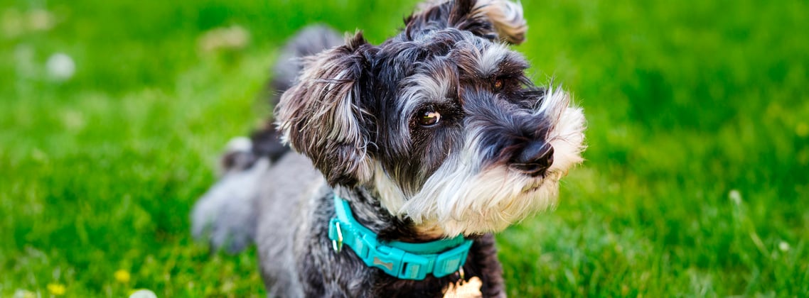 A miniature schnauzer in a blue collar looking up at the camera in a grassy field.