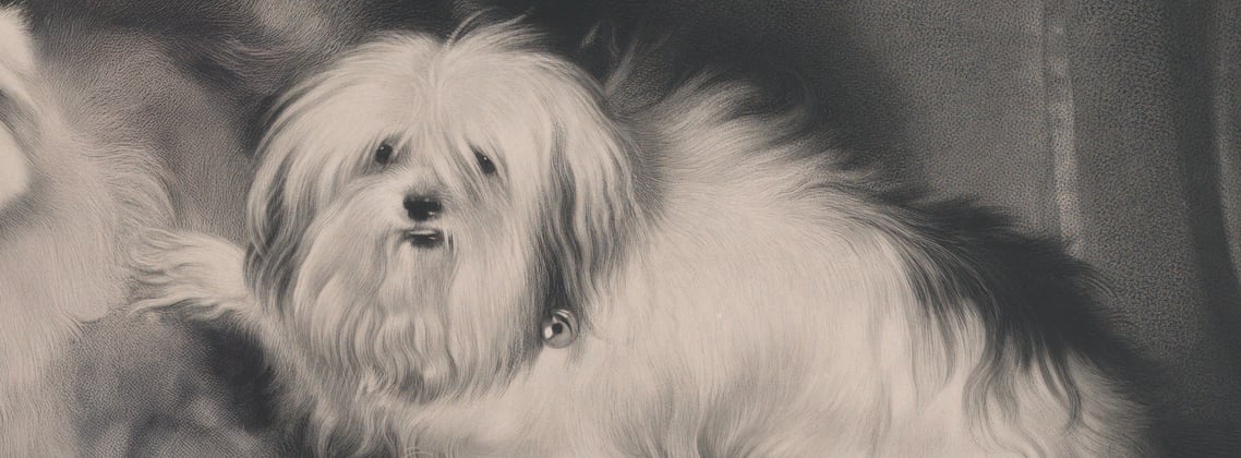 A very cute illustration of an old Maltipoo.