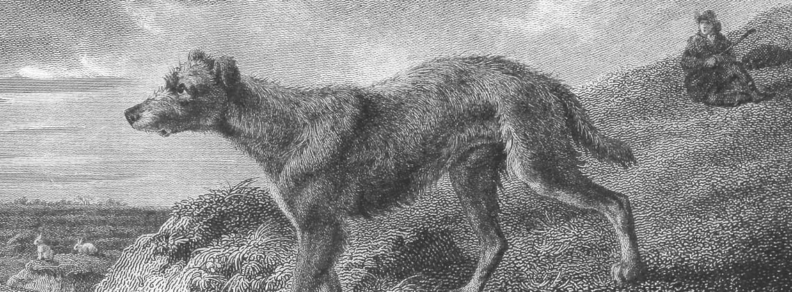 An old illustration of a Lurcher.