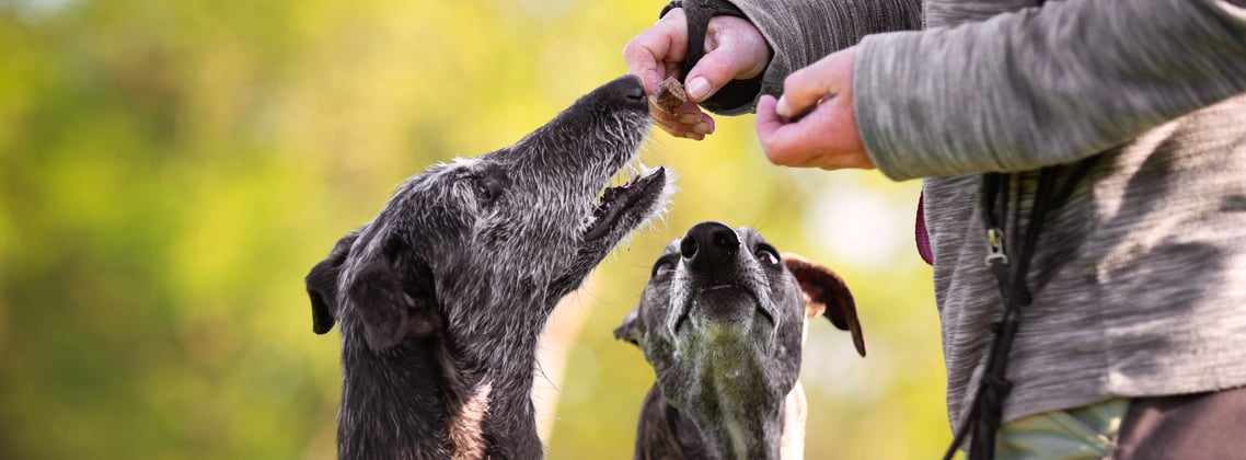 Two lurchers being fed treats.