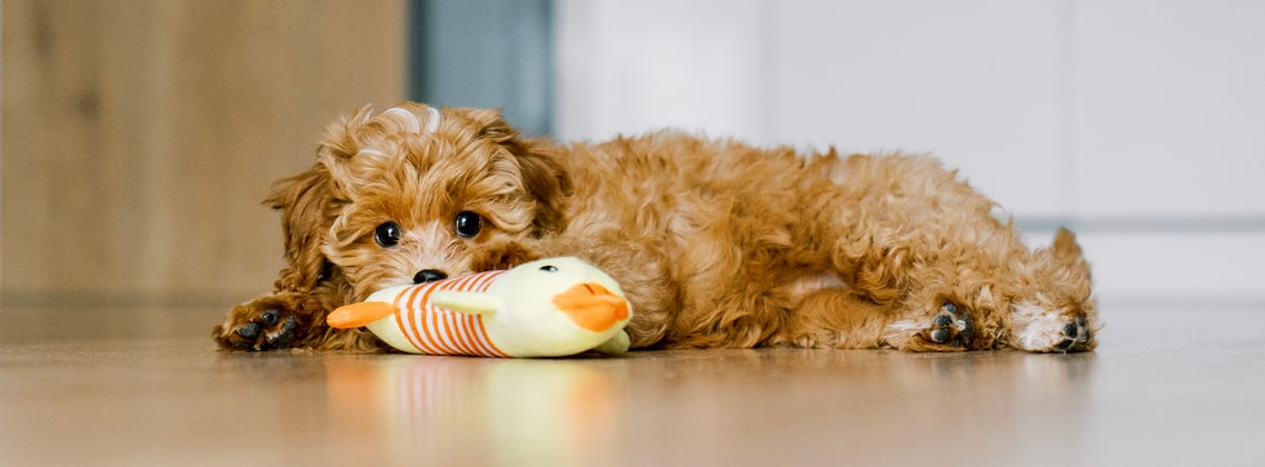 A puppy maltipoo laying down with a toy.