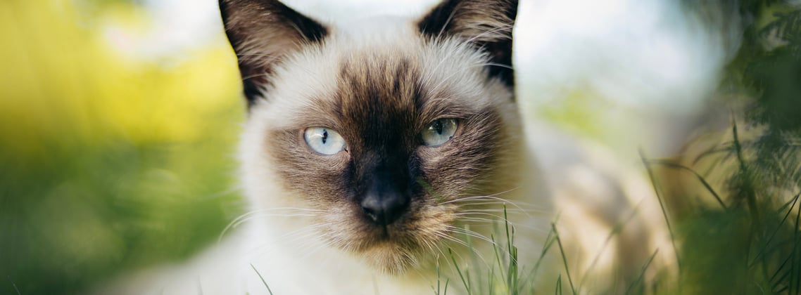 A Siamese close up.
