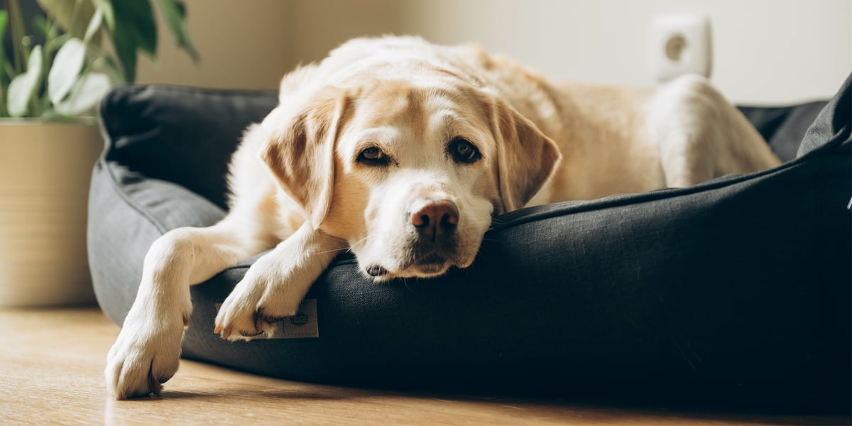 What Dog Breed Sheds The Most Excessive Shedding In Dogs: Why Is