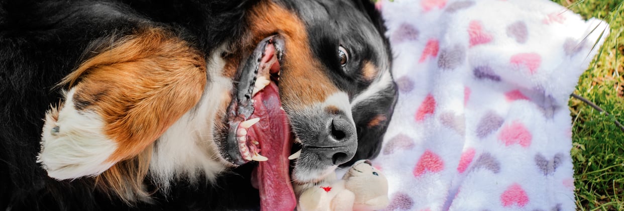 A BMD laying on a heart blanket outdoors.