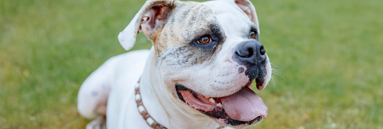 An american bulldog with its tongue out.