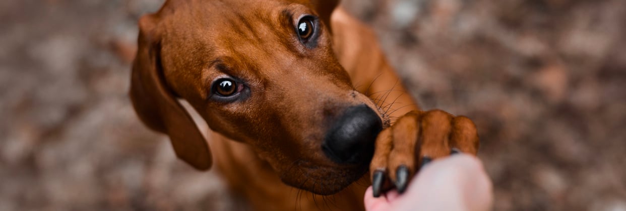 A puppy holding their owner's hand.